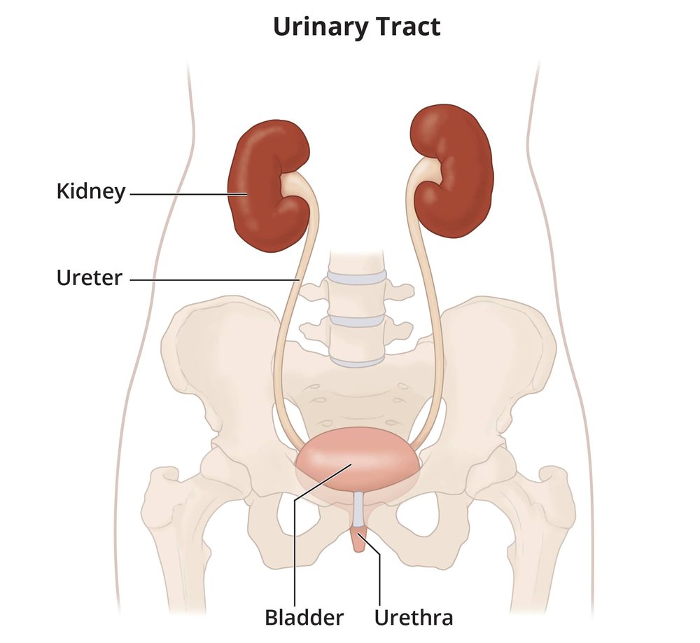 Urodynamics